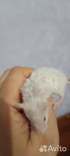 Продам декоративных мышей тексель рекс