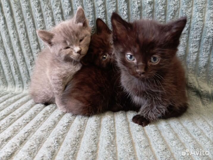 Котят