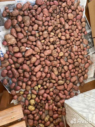 Саженцы вишни