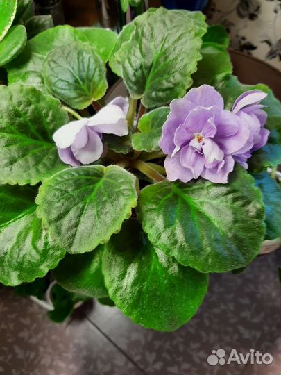 Фиалки цветущие, Филадендрон Биркин