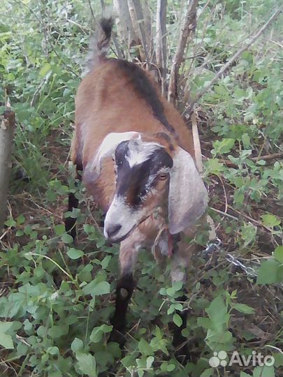 Коза нубийка