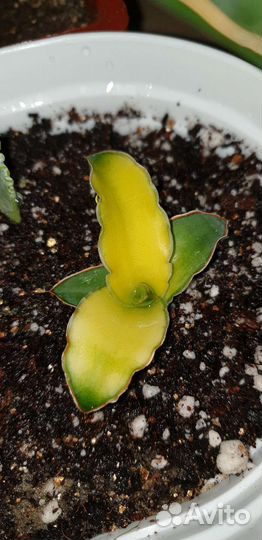 Сансевиерии сортовые