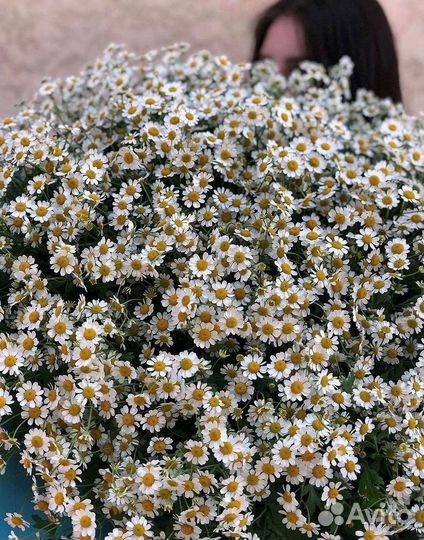 Ромашки Букет из ромашек доставка