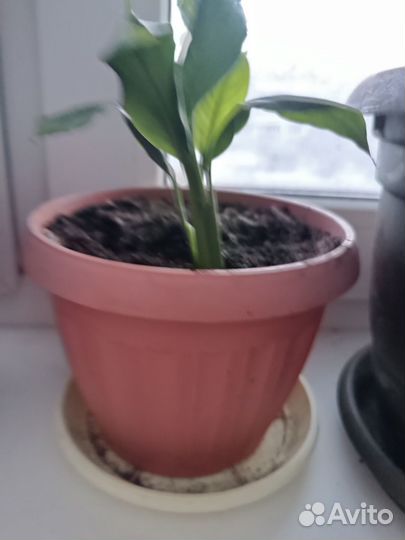 Спатифиллум