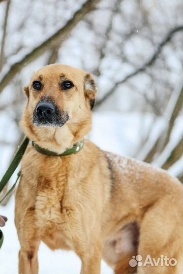 Бетхем- высокий статный червероногий друг
