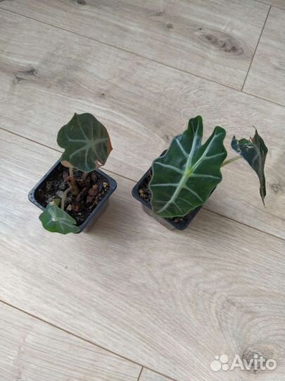 Алоказия Амазоника