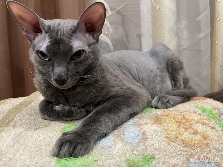 Кот для вязки сфинкс