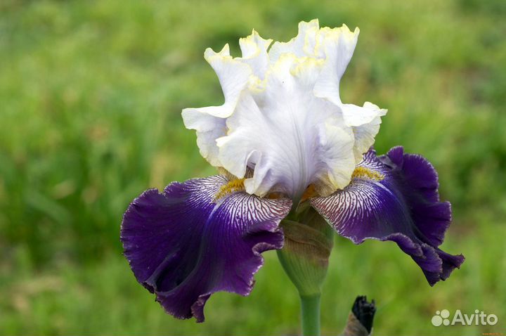 Ирис бородатый