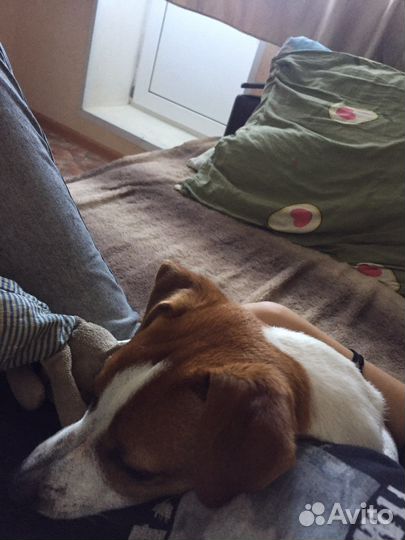 Собака вязка