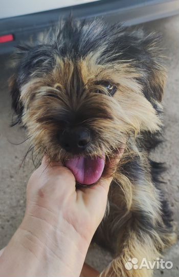 Отдам в хорошие руки