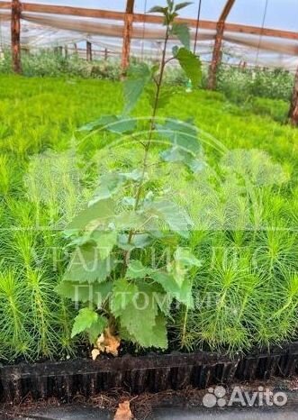 Голубая ель зкс сеянцы для лесовосстановления