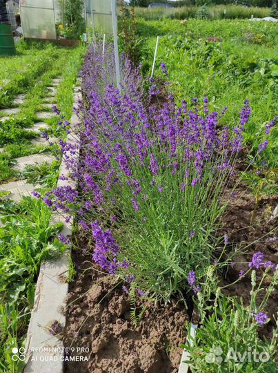 Гейхера Солнцецвет Хоста