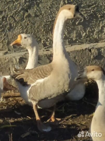 Гусь серый на племя