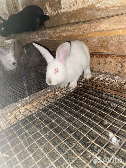 Крольчата