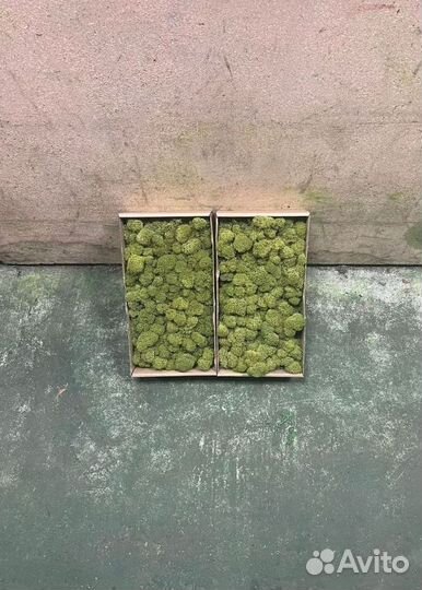 Мох стабилизированный зеленый и красный