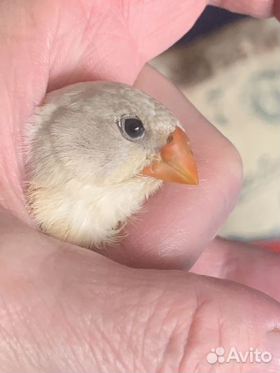 Зебровые амадины