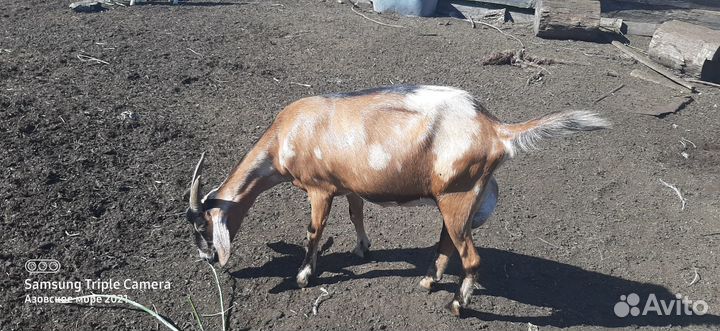 Коза дойная молочная