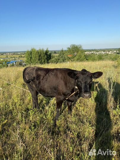 Коровы и телки