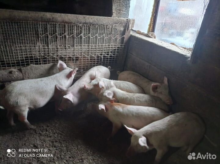 Продам поросят