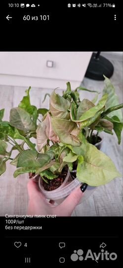 Комнатные цветы