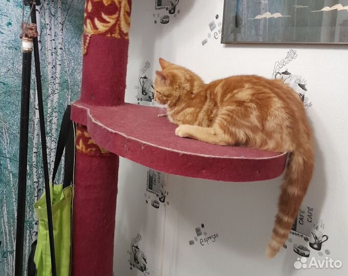 Продам котенка