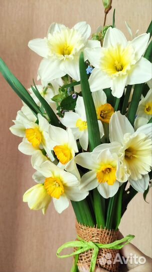 Букет нарциссы живые цветы срезка