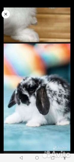 Клетка для кролика