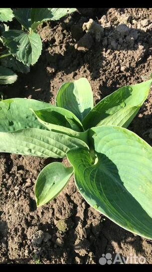 Примулы, саженцы гортензии, хоста голубая