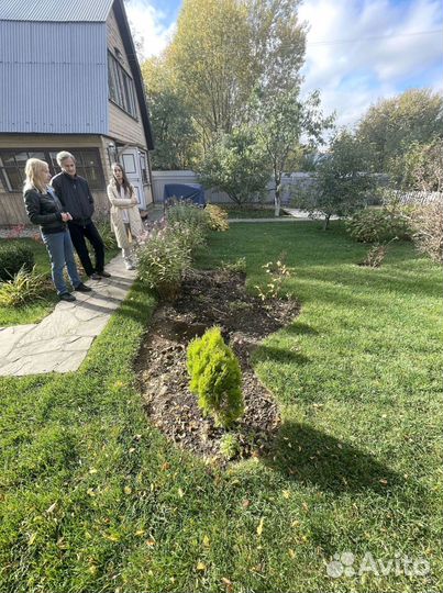 Рулонный газон для дачи и сада