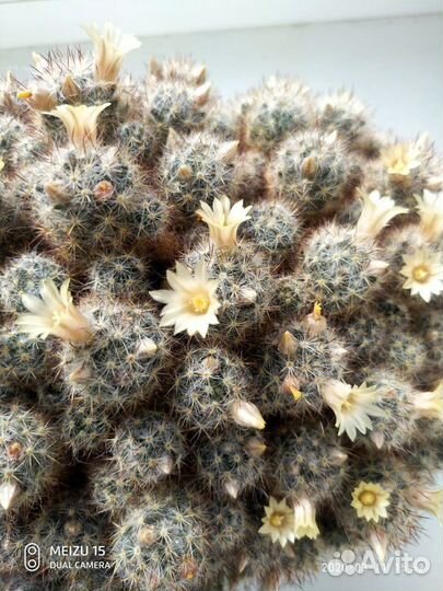 Семейство кактусов