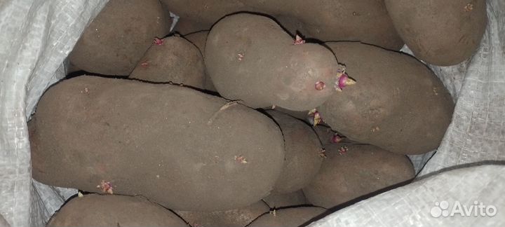 Картофель едовой