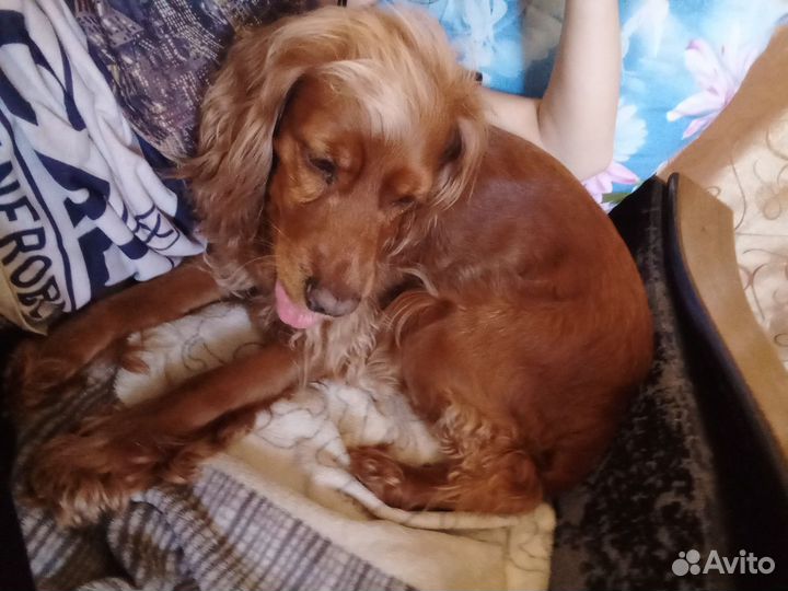 Собака в добрые руки отдам бесплатно