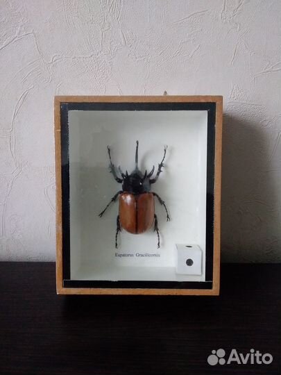 Вьетнамский жук-носорог. Сувенир