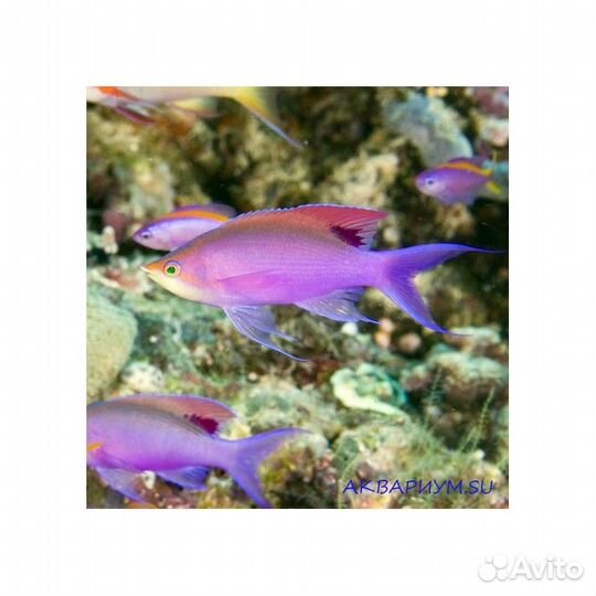 Морская аквариумная рыба
