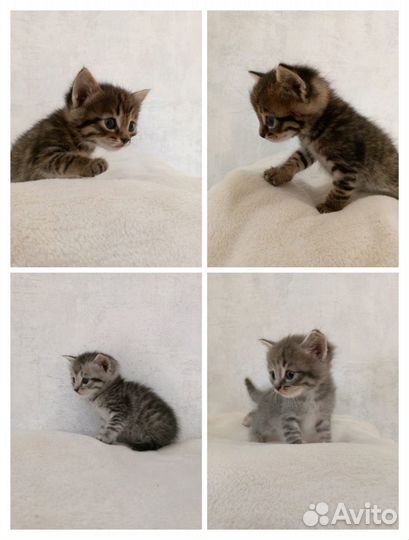 Шотландские котята
