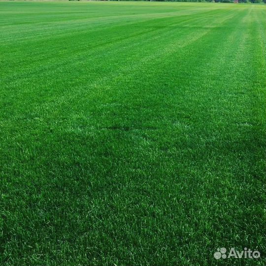 Продажа Рулонного Газона и Укладка