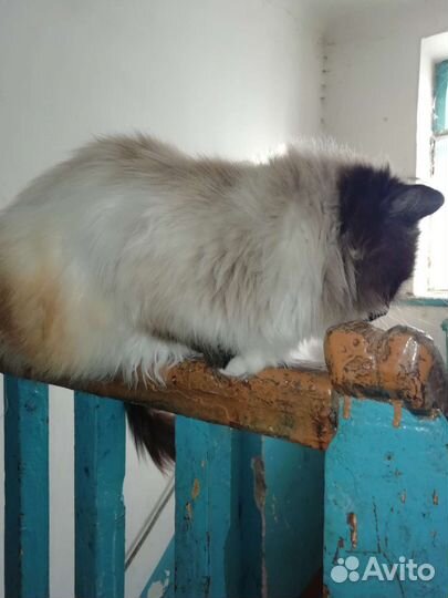 Сиамский кот