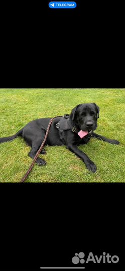 Вязка лабрадор ретривер