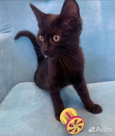 Черный котенок бесплатно