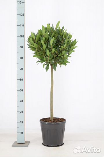 Лавровый лист лавр на штамбе H120/130cm