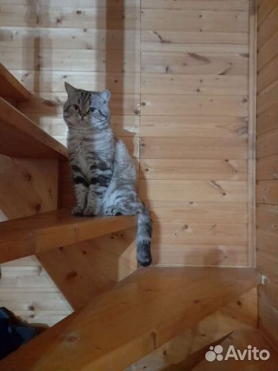 Очаровательный шотландец вязка