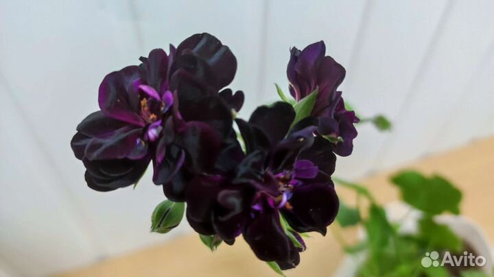 Пеларгонии сортовые