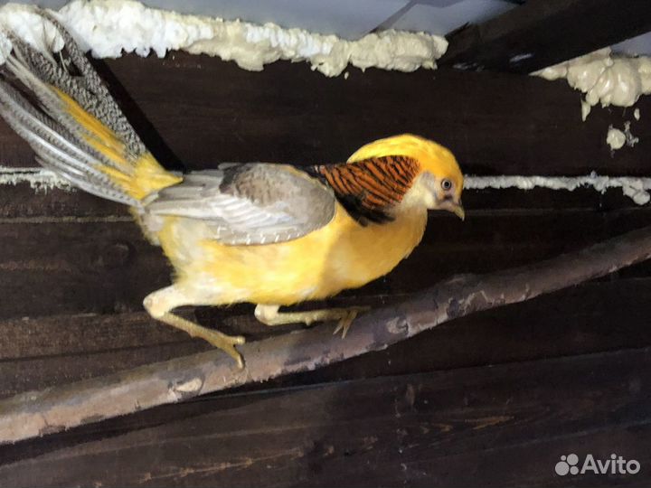 Фазаны серебряные,золотые,румынские,лимоные,охотн