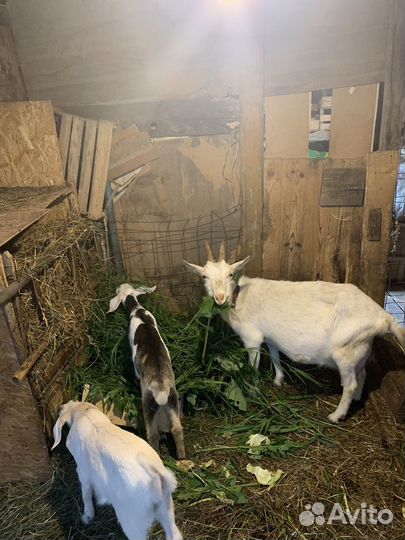 Коза и козочки
