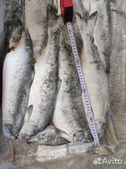 Свежемороженая горбуша