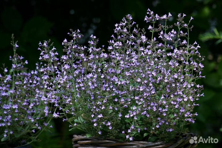 Душевик котовниковый Marvelette Blue Саженцы, Расс