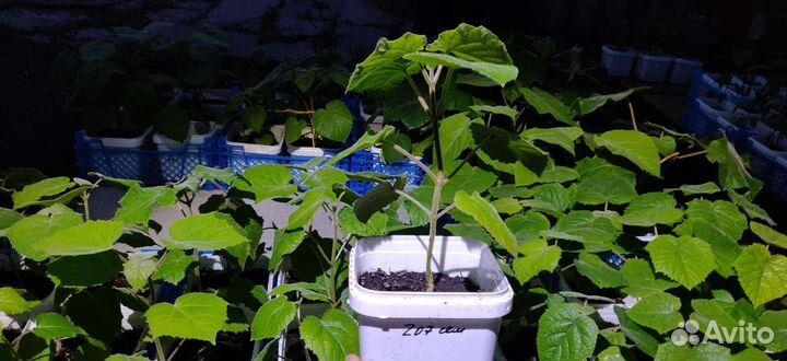 Павловния сеянцы