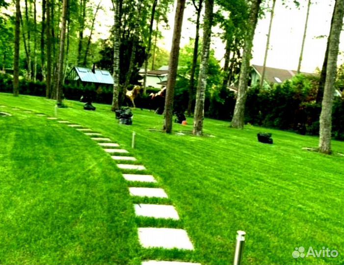 Рулонный газон 
