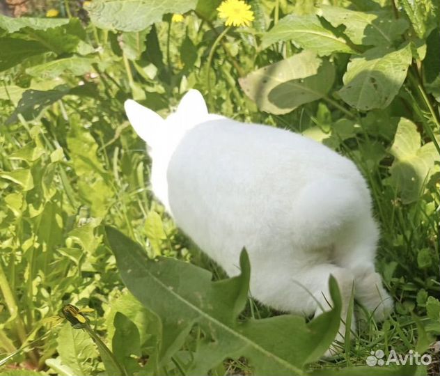 Карликовый породистый кролик Гермелин шоу