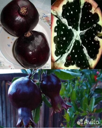 Гранат восьмой шар саженцы